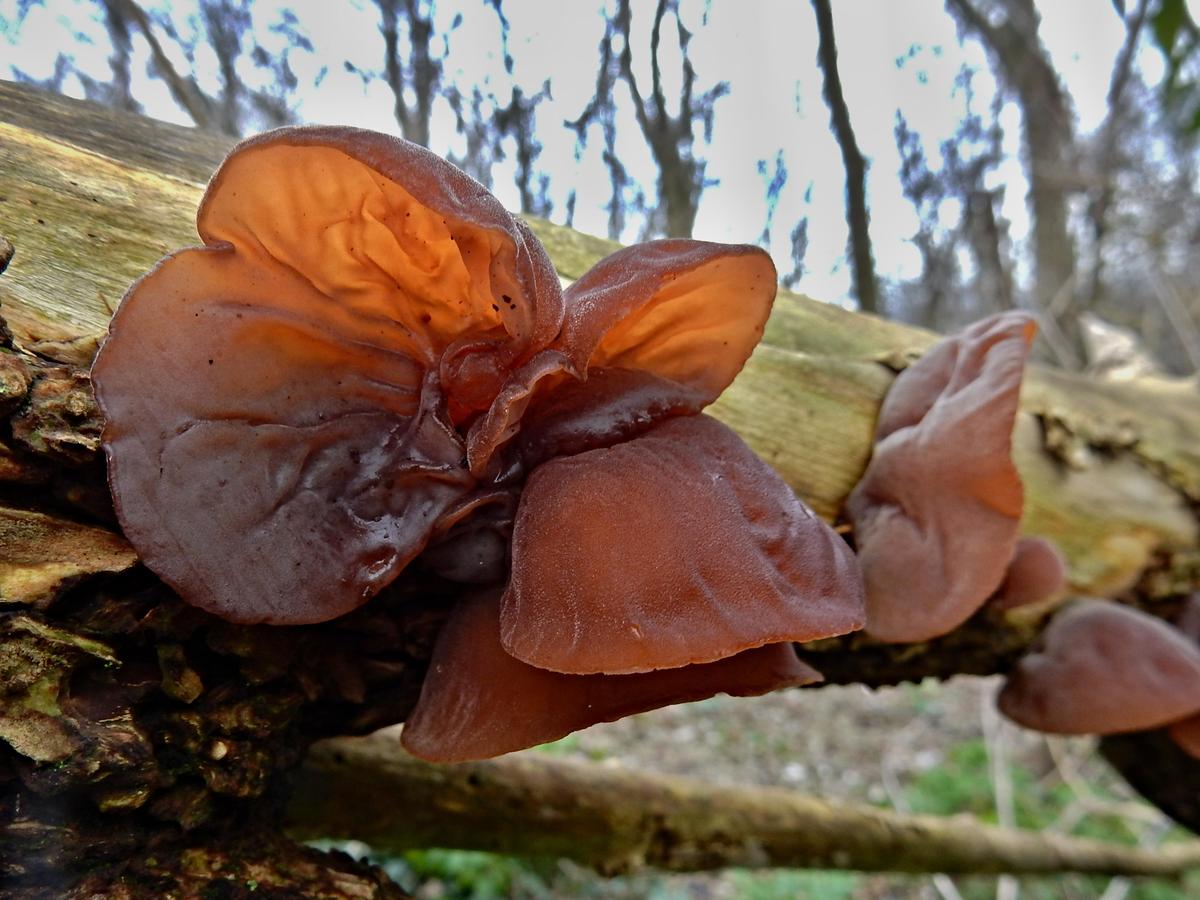 Jelly ear